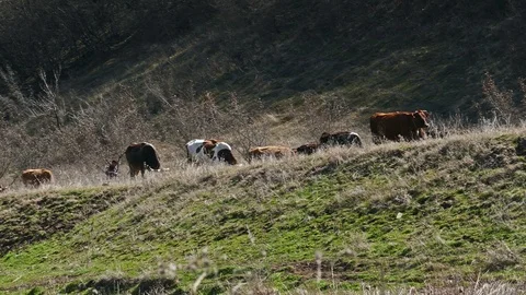 Herd of Cows and their Shepherd Stock Footage 106706555