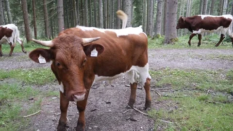 A herd of cows and a young bull crossing a forest hiking trail in Alps Stock Footage 157420057