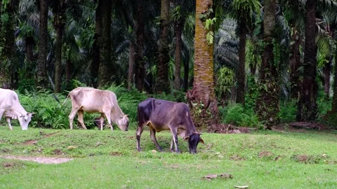 A herd of cows are grazing in a field. Vídeo Stock 319386054