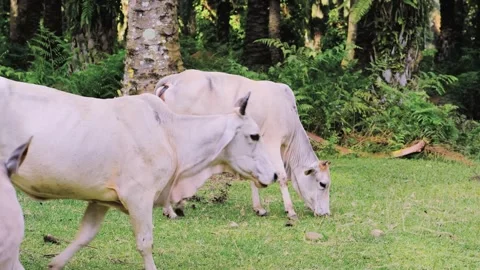 A herd of cows are grazing in a field. Stock Footage 319386181