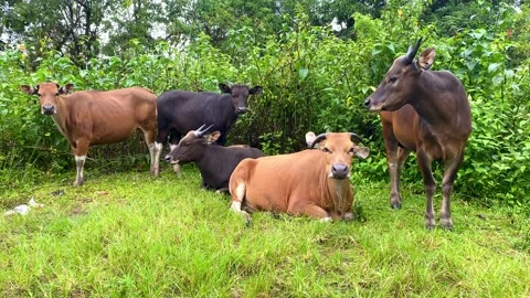 Herd of cows are grazing or eating grass in the garden or grass Stock Footage 233752962