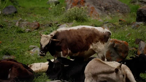 A herd of cows are laying in a field Stock Footage 268044612