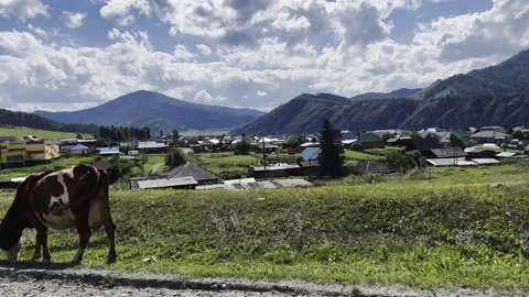 A herd of cows are walking and grazing by an asphalt road in a green meadow. Stock-Footage 202632517