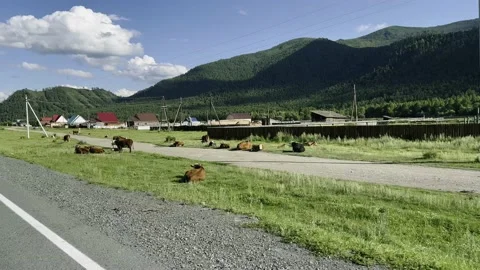 A herd of cows are walking and grazing by an asphalt road in a green meadow. Video stock 202632566