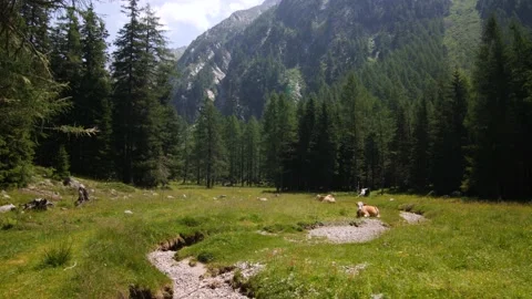 Herd of cows in the Austrian mountain area Kaponig in Carinthia Stock Footage 158621636