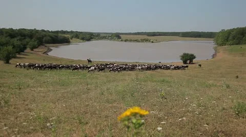 A herd of cows in the background of the lake 動画素材 10917150