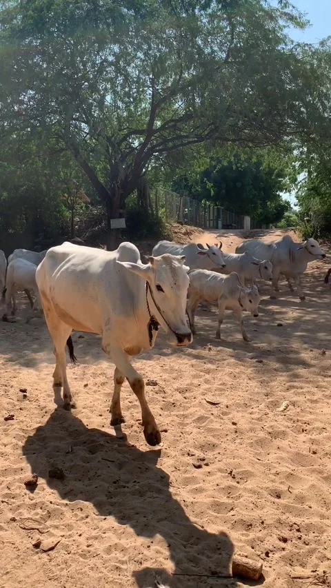 Herd of cows in Bagan Vídeos de archivo 343736237