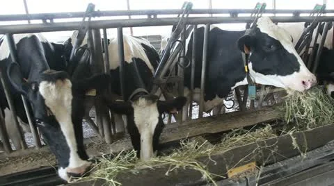 Herd of cows in barn eating hay Stock Footage 14833819