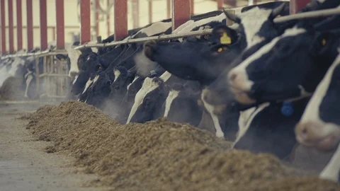 Herd of Cows in the Barn Eating Hay Dairy Farm Countryside Agriculture Stock Footage 126084575