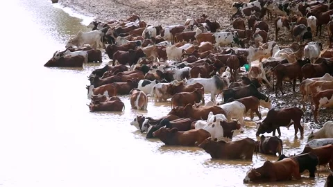 Herd of cows bathing in a river Stock Footage 152147581