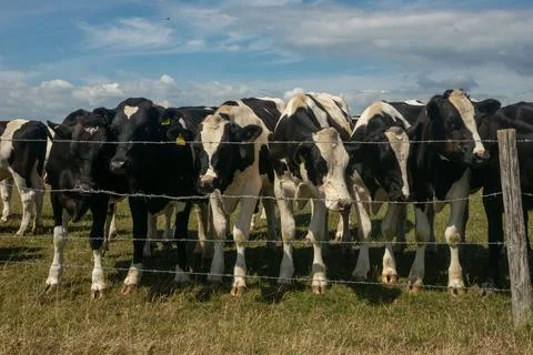 Herd of cows behind babred wire fence on a farm in British countryside 库存照片