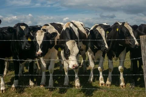 Herd of cows behind barbed wire fence on a farm in British countryside 库存照片