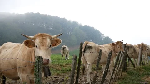 Herd of cows behind the fence 動画素材 133204598