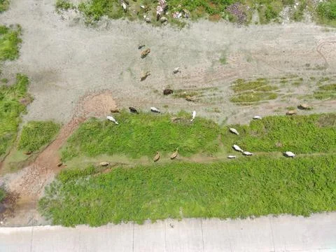 Herd of cows being herded Stock Photos