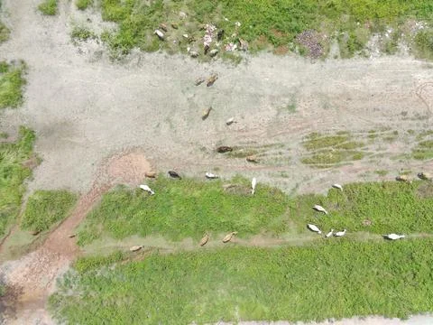 Herd of cows being herded Foto stock