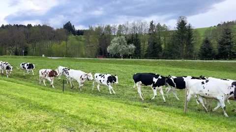 Herd of Cows with Bells Running on Green Meadow in Switzerland in Spring Vídeos de archivo 307790149