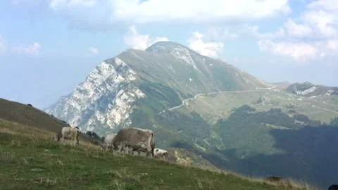 Herd of cows with bells on their necks graze on a mountain pasture Stock Footage 131183484