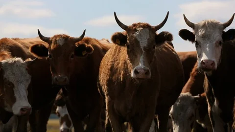 Herd of cows, brown cow, large animals, village, farm, herd on pasture, steppe Stock Footage 128276341