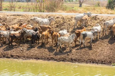 The herd of cows brown Stock Photos