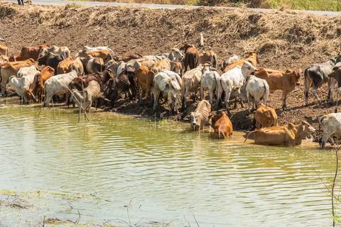 The herd of cows brown Stock Photos