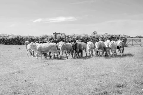 Herd of cows B&amp;W Stock Photos