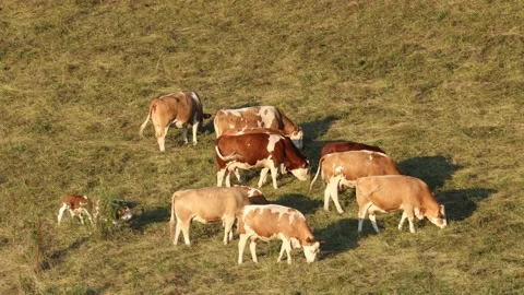 A herd of cows with calf are grazing on a meadow Video stock 157603580