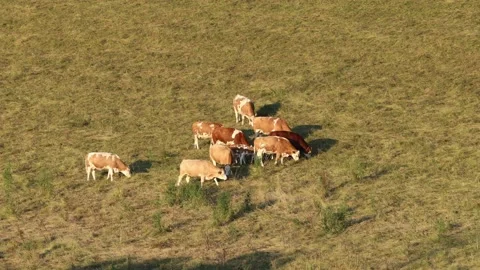 A herd of cows with calf are grazing on a meadow Stock Footage 157603596