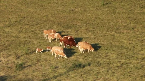 A herd of cows with calf are grazing on a meadow Video stock 157604132