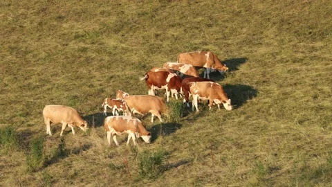 A herd of cows with calf are grazing on a meadow Video stock 157604248