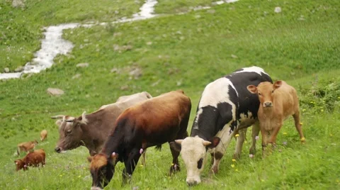 Herd of cows with a calf eats fresh spring grass on background of fast mountain Stock-Footage 65572163