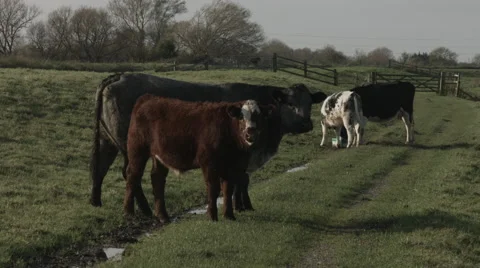 Herd of cows with a calf Video stock 44296153