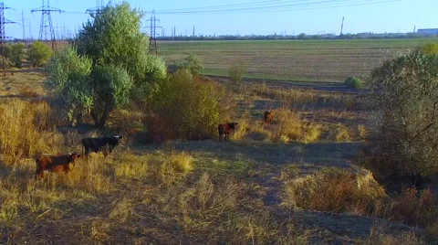 A Herd of Cows on Casture Stock-Footage 56637776