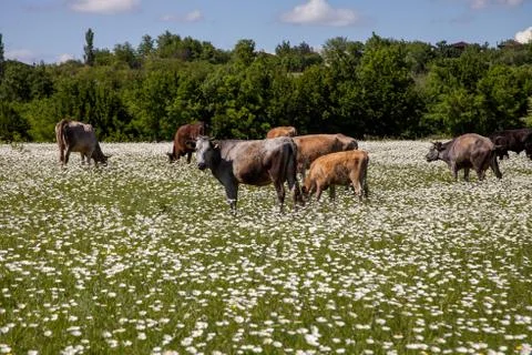Herd of cows on a chamomile field Stock Photos
