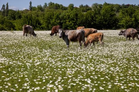 Herd of cows on a chamomile field Stock Photos