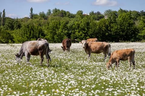 Herd of cows on a chamomile field Stock Photos