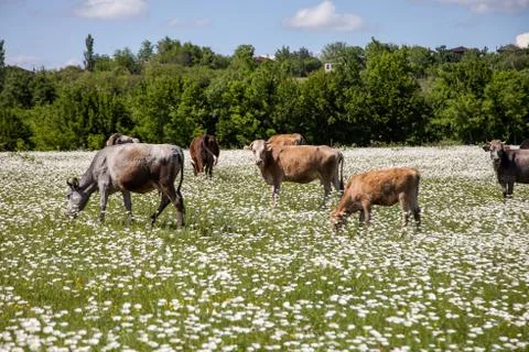 Herd of cows on a chamomile field Stock Photos