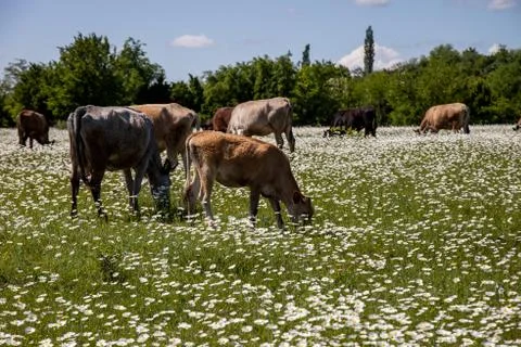 Herd of cows on a chamomile field Stock Photos