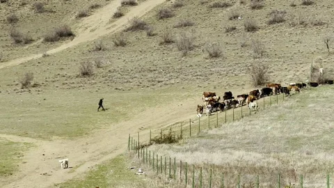 Herd of cows climbs bald hill in spring. Environmental and livestock in Georgia 스톡 동영상 265138714