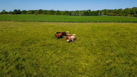 Herd of cows clustered together in open grassy field Stock Photos