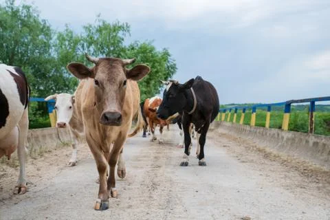 Herd of cows comes back home from the pasture. Life in the village Foto stock
