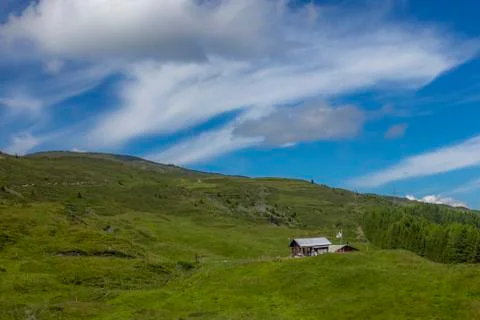 An herd of cows coming back to the wooden log stable for milk and cheese maki Stock Photos
