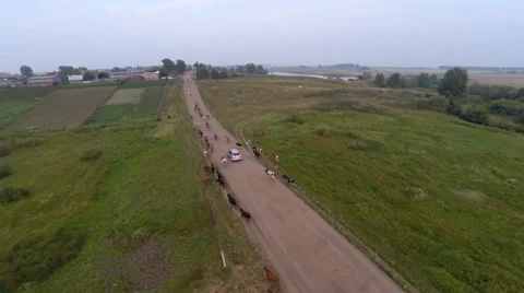 Herd of cows coming home Видео 66811226