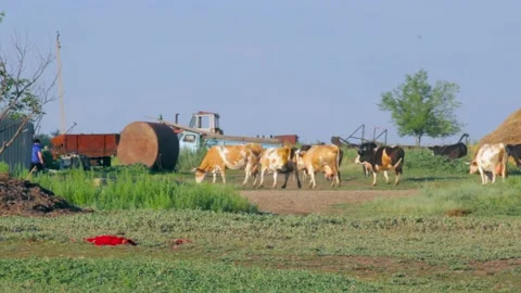 A herd of cows coming from the pasture Stock Footage 136852452
