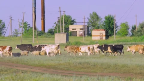 A herd of cows coming from the pasture 動画素材 137133737