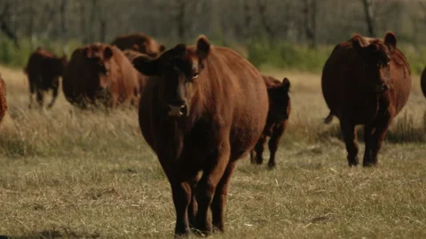 Herd of cows coming towards camera Stock Footage 143819384