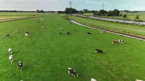 Herd of Cows in Countryside – 4K Drone Footage, Netherlands Video stock 317847634