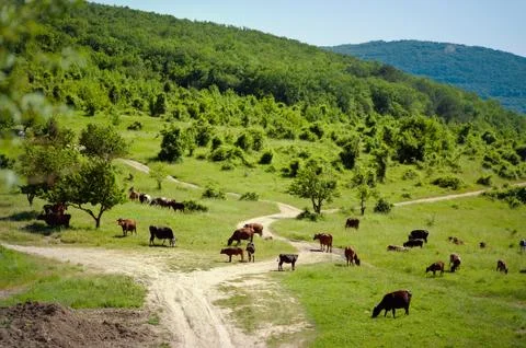 Herd of cows. Cows on the field. cows grazing at the green meadow Stock Photos