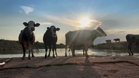 A herd of cows crossing a lake, drinking water, the sun shining through them. Stock Footage