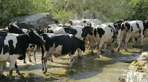 A herd of cows crossing a mountain stream Stockbeeldmateriaal 67550427