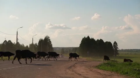 Herd of cows crossing the traffic road Stock Footage 65472132